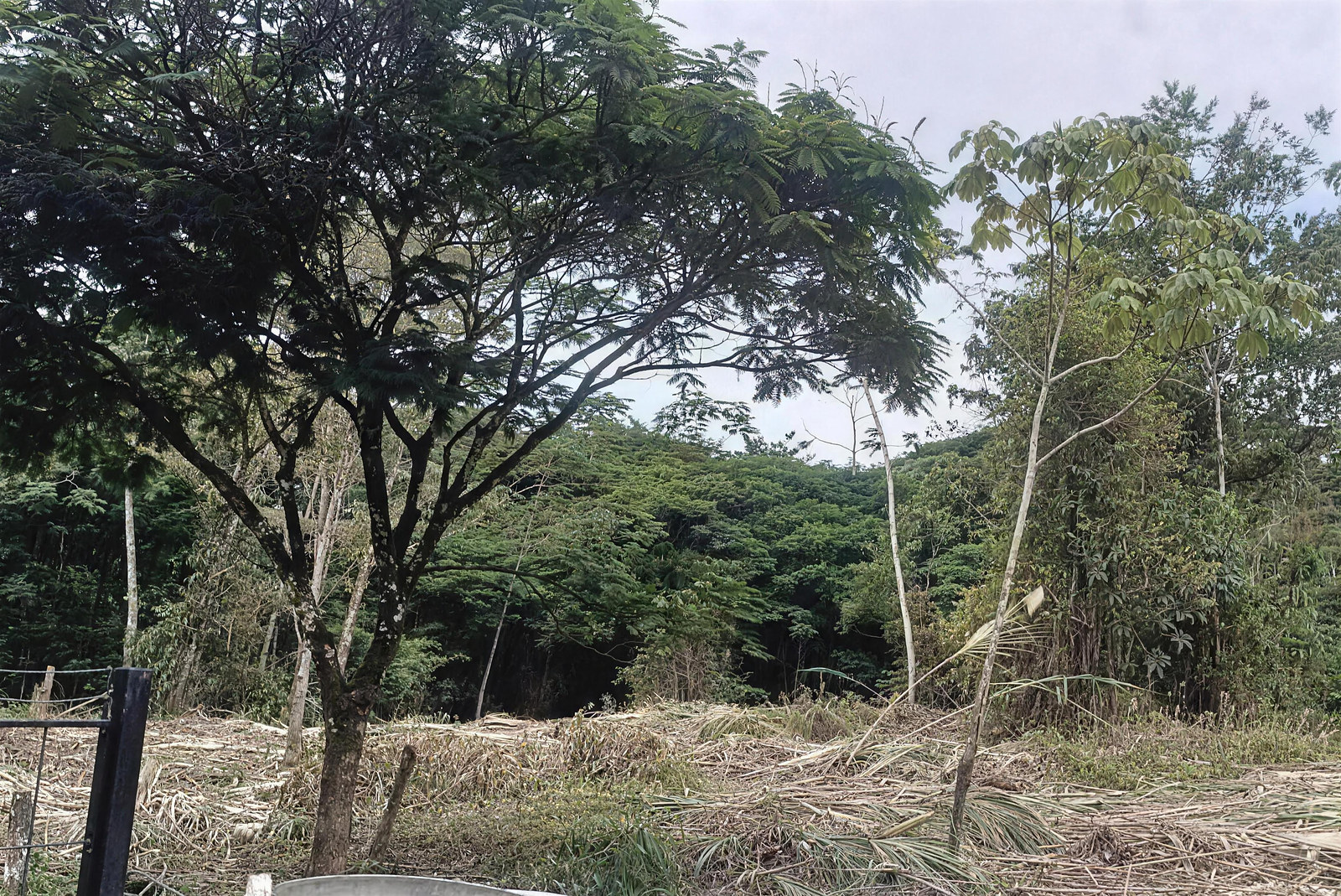 2 Parcelas Juntas, Colindantes, con Frente a Calle Río Danta en Guápiles, Pococí, Costa Rica